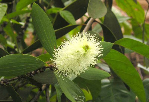 Sumber: https://rubi77botani.wordpress.com/