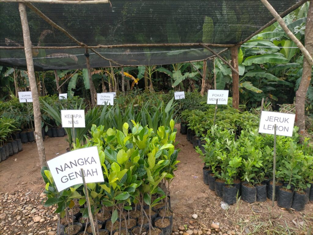 Foto tanaman-tanaman di Muara Enim