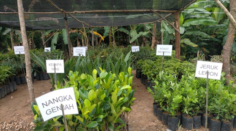 Foto tanaman-tanaman di Muara Enim