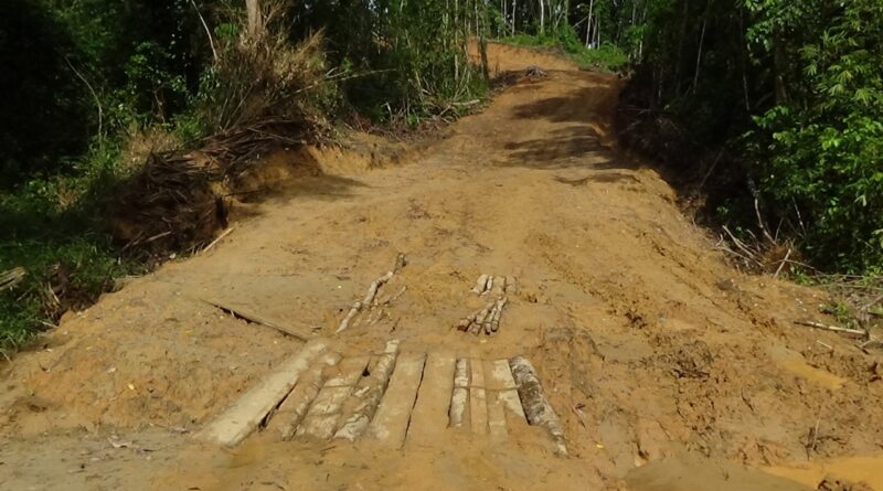Jembatan Darurat dari Pohon (Foto: IST)