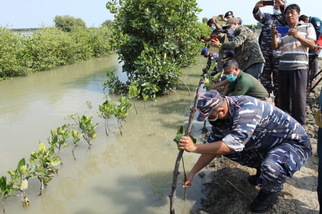 TNI AL Lananl Cirebon bersama Jatman Tanam Pohon Mangrove (Foto: Ist)