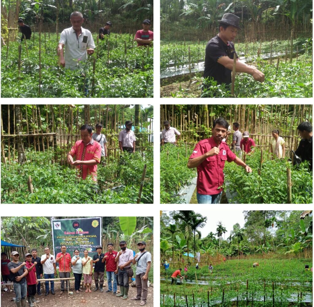 Panen Perdana Cabe Rawit oleh PPl Swadaya (Foto: Ist)