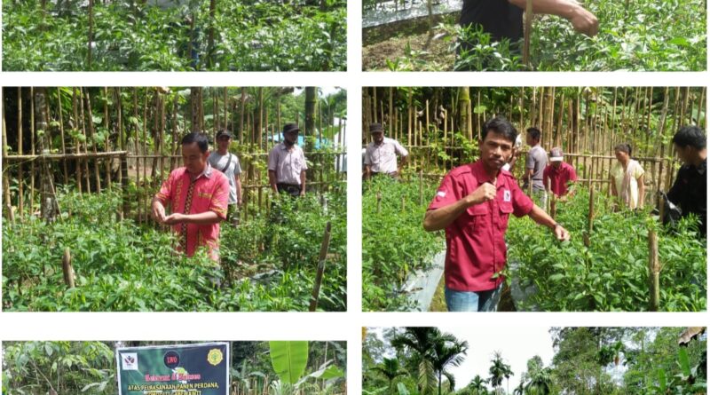 Panen Perdana Cabe Rawit oleh PPl Swadaya (Foto: Ist)