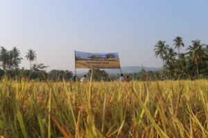Foto: Lokasi Desa Pagar Dewa, Kecamatan Tanjung Agung panen perdana benih padi beras merah organik. 