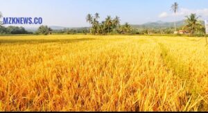 Hektaran Sawah milik Petani Ds. Tanjung Raja Muara Enim yang bisa panen Padi 2-3 kali setahun berkat adanya PLTS PTBA untuk irigasi Sawah (Foto: IST) 