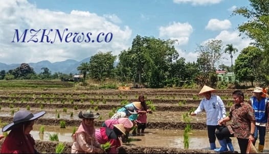 Foto Gubernur Sumsel bersama Bupati Lahat, Turun langsung kesawah menyaksikan Ibu-ibu menanam padi