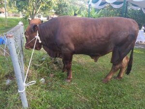 Sapi Sehat dari PTBA untuk disalurkan kepada masyarakat lingkup Operasional PTBA di Hari Raya Iduladha 1445 H Tahun 2024 (Foto: IST) 