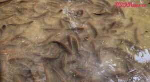 Budidaya Ikan gabus Kelompok Putra Susukan, Desa Tanjung Agung Mitra binaan PTBA (Foto: IST)Â