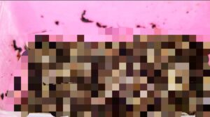 Maggot untuk digunakan pakan ternak (Foto: IST)