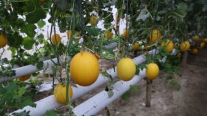 Melon Golden Premium hasil penanaman Koptan Desa Tj.Karangan Muara Enim (Binaan PTBA) dengan metode hidroponik tanpa bahan kimia (Foto: IST) 