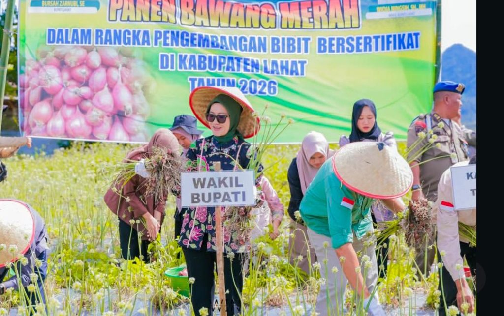 Wakil Bupati Lahat, Widia Ningsih, S.H., M.H., melakukan panen raya bawang merah varietas Brebes di Desa Tunggul Bute, Kecamatan Kota Agung, Kamis (9/4/2026). Kegiatan ini menjadi tonggak baru bagi sektor pertanian di Kabupaten Lahat. (Foto: Pemkab Lahat)