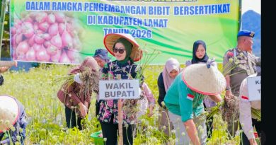 Wakil Bupati Lahat, Widia Ningsih, S.H., M.H., melakukan panen raya bawang merah varietas Brebes di Desa Tunggul Bute, Kecamatan Kota Agung, Kamis (9/4/2026). Kegiatan ini menjadi tonggak baru bagi sektor pertanian di Kabupaten Lahat. (Foto: Pemkab Lahat)