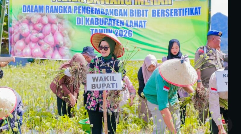 Wakil Bupati Lahat, Widia Ningsih, S.H., M.H., melakukan panen raya bawang merah varietas Brebes di Desa Tunggul Bute, Kecamatan Kota Agung, Kamis (9/4/2026). Kegiatan ini menjadi tonggak baru bagi sektor pertanian di Kabupaten Lahat. (Foto: Pemkab Lahat)