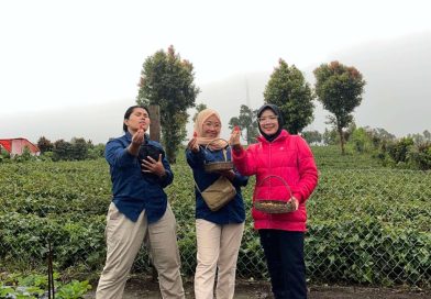 Pengunjung Kebun Stroberi Alam Raya, Desa Telun Berasap, Kecamatan Gunung 7 Kayu Aro, Kabupaten Kerinci, Provinsi Jambi. (Foto: IST/Dewi Yulianti)