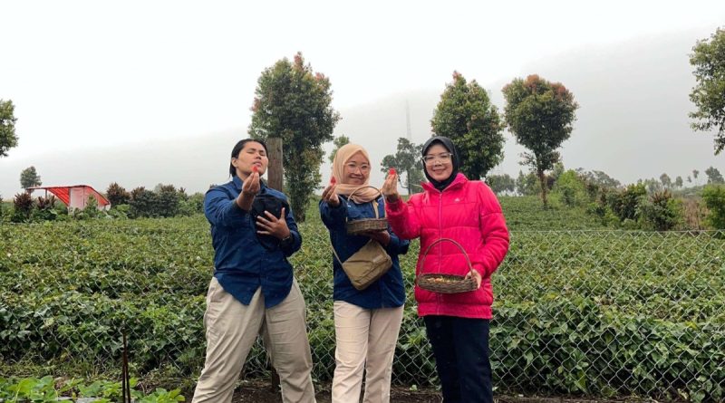 Pengunjung Kebun Stroberi Alam Raya, Desa Telun Berasap, Kecamatan Gunung 7 Kayu Aro, Kabupaten Kerinci, Provinsi Jambi. (Foto: IST/Dewi Yulianti)