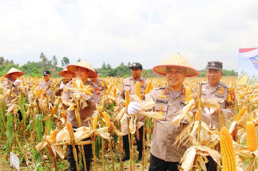 Jajaran Polresta Pekanbaru melalui Polsek Kulim sukses melaksanakan Panen Raya Jagung Pipil Kuartal II Tahun 2026. Kegiatan ini berlangsung di lahan pertanian Jalan Jawa, Kelurahan Sialang Sakti, Kecamatan Tenayan Raya, Kamis (16/4/2026). (Foto: Humas Polresta Pekanbaru)