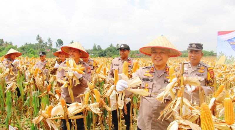 Jajaran Polresta Pekanbaru melalui Polsek Kulim sukses melaksanakan Panen Raya Jagung Pipil Kuartal II Tahun 2026. Kegiatan ini berlangsung di lahan pertanian Jalan Jawa, Kelurahan Sialang Sakti, Kecamatan Tenayan Raya, Kamis (16/4/2026). (Foto: Humas Polresta Pekanbaru)