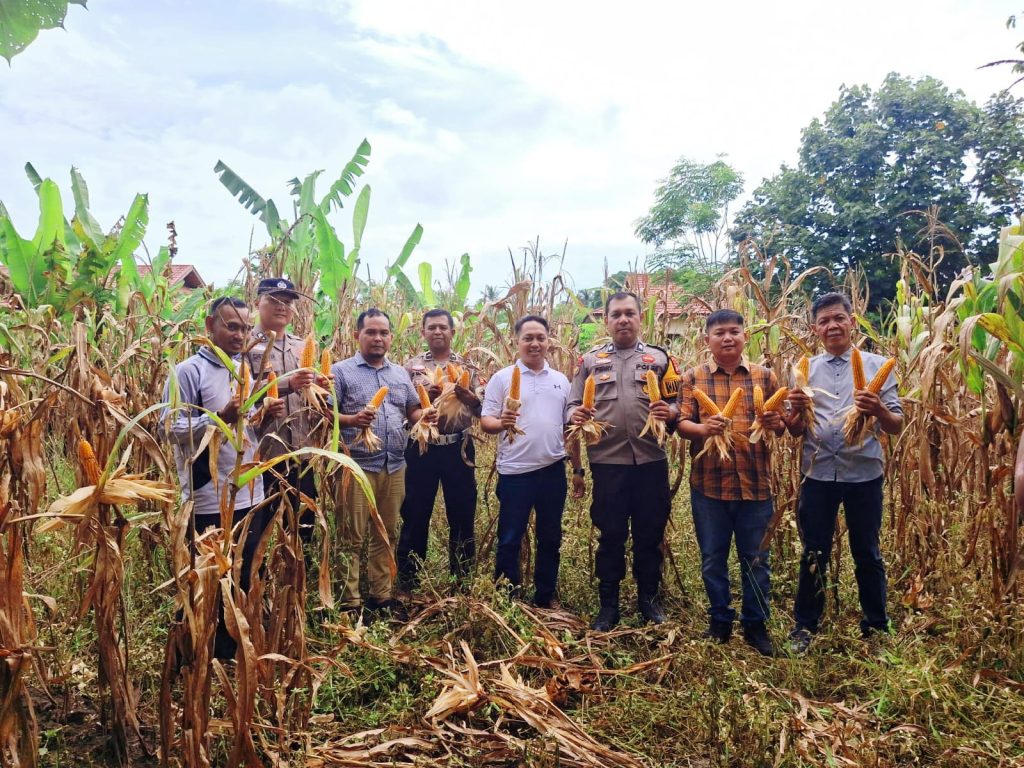 Polsek Tapung Hilir turut meramaikan kegiatan panen jagung pipil dalam program ketahanan pangan kuartal I tahun 2026. Kegiatan ini berlangsung di lahan Fasilitas Umum Desa Kota Bangun, Kabupaten Kampar, pada Selasa (5/5/2026). (Foto: Humas Polres Kampar)