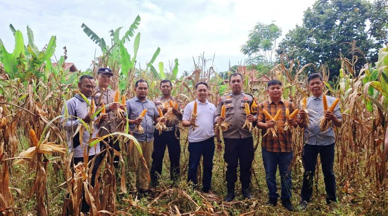 Polsek Tapung Hilir turut meramaikan kegiatan panen jagung pipil dalam program ketahanan pangan kuartal I tahun 2026. Kegiatan ini berlangsung di lahan Fasilitas Umum Desa Kota Bangun, Kabupaten Kampar, pada Selasa (5/5/2026). (Foto: Humas Polres Kampar)