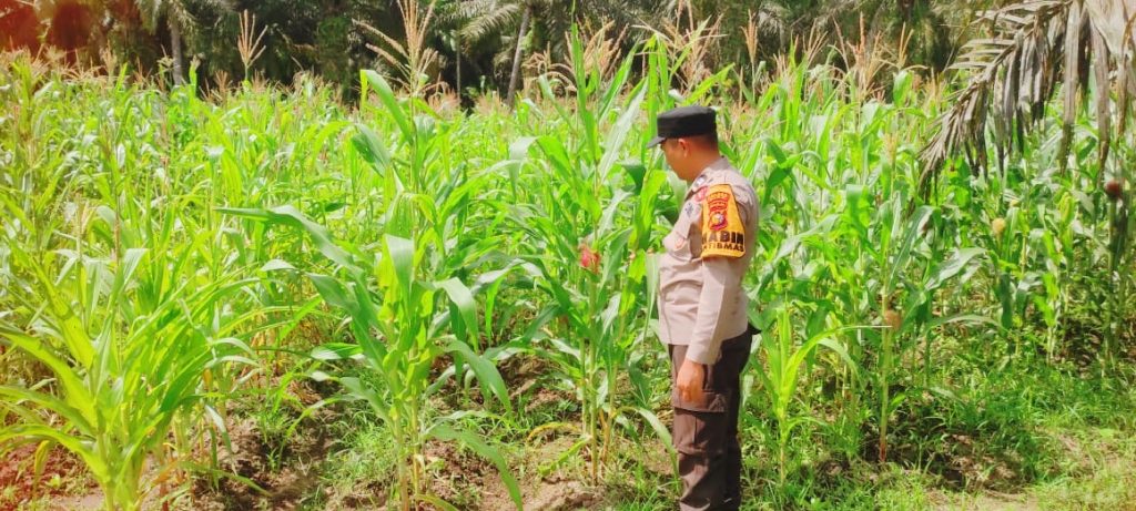 Polsek Sabak Auh, jajaran Polres Siak, terus menunjukkan komitmen nyata dalam mendukung program ketahanan pangan nasional. Pada Kamis (7/5/2026) pukul 09.30 WIB, personel kepolisian melakukan pengecekan langsung di lahan pertanian strategis wilayah tersebut. (Foto: Humas Polsek Sabah Auh)