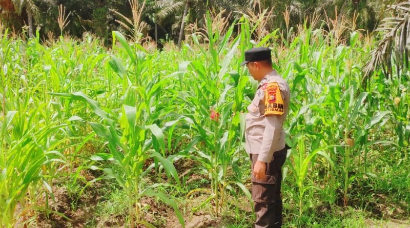 Polsek Sabak Auh, jajaran Polres Siak, terus menunjukkan komitmen nyata dalam mendukung program ketahanan pangan nasional. Pada Kamis (7/5/2026) pukul 09.30 WIB, personel kepolisian melakukan pengecekan langsung di lahan pertanian strategis wilayah tersebut. (Foto: Humas Polsek Sabah Auh)