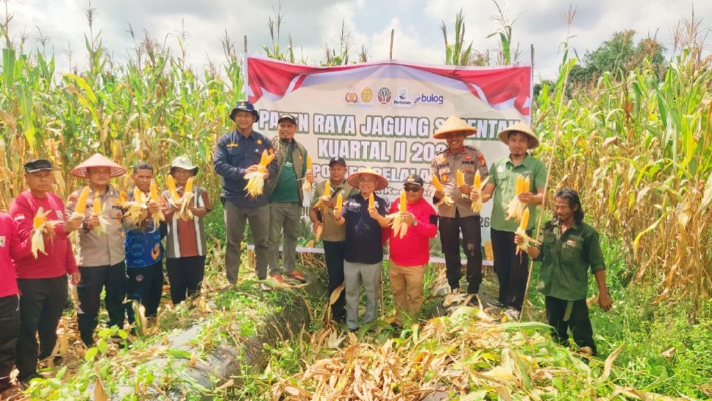 Polsek Teluk Meranti bersama unsur pemerintah kecamatan dan masyarakat sukses menggelar panen raya jagung pipil kuartal II di Desa Kuala Panduk, Kabupaten Pelalawan. Kegiatan yang berlangsung pada Kamis (7/5/2026) ini merupakan langkah nyata dalam mendukung target swasembada pangan nasional 2026. (Foto: Humas Polsek Teluk Meranti)