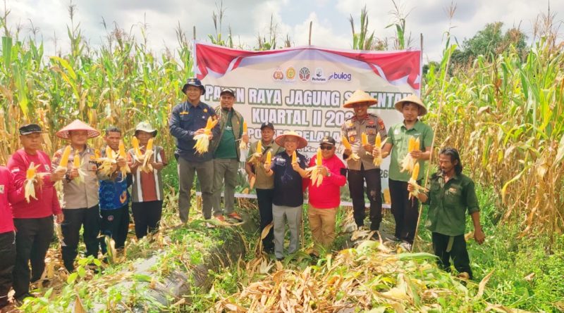 Polsek Teluk Meranti bersama unsur pemerintah kecamatan dan masyarakat sukses menggelar panen raya jagung pipil kuartal II di Desa Kuala Panduk, Kabupaten Pelalawan. Kegiatan yang berlangsung pada Kamis (7/5/2026) ini merupakan langkah nyata dalam mendukung target swasembada pangan nasional 2026. (Foto: Humas Polsek Teluk Meranti)