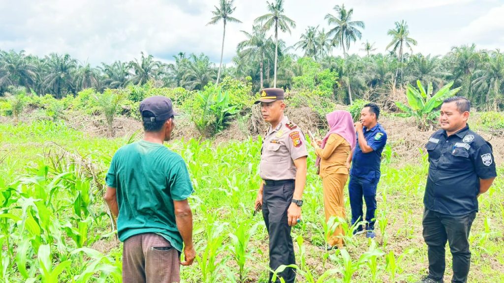 Kapolsek Sabak Auh, Ipda M. Nalzon, S.E., bersama Camat dan para Penghulu meninjau langsung perkembangan swasembada jagung pipil di Kampung Belading, Kabupaten Siak, Jumat (8/5/2026). (Foto: Humas Polsek Sabak Auh)