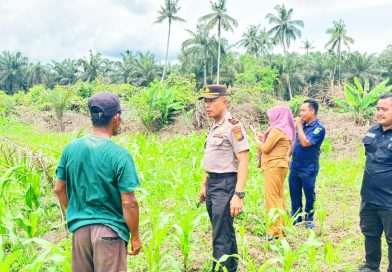 Kapolsek Sabak Auh, Ipda M. Nalzon, S.E., bersama Camat dan para Penghulu meninjau langsung perkembangan swasembada jagung pipil di Kampung Belading, Kabupaten Siak, Jumat (8/5/2026). (Foto: Humas Polsek Sabak Auh)