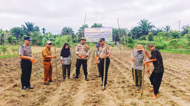 Semangat swasembada pangan menyelimuti Desa Hangtuah, Kecamatan Perhentian Raja, pada Senin (11/5/2026). Polsek Perhentian Raja bersama unsur pemerintah dan petani setempat melaksanakan penanaman jagung pipil kuartal II di lahan seluas 0,75 hektare. (Foto: Humas Polsek Perhentian Raja)