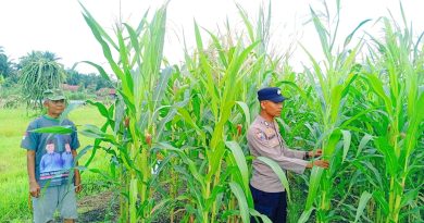 Polsek Kampar Kiri Hilir (KKH) terus memperkuat komitmennya dalam mendukung program ketahanan pangan nasional. Melalui inisiatif "Polisi Cinta Petani", Bhabinkamtibmas Desa Sungai Simpang Dua, Bripka Andri Ramon, turun langsung mengecek lahan jagung milik masyarakat pada Selasa (12/5/2026). (Foto: Humas Polsek Kampar Kiri Hilir)