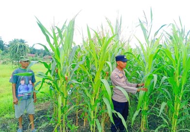 Polsek Kampar Kiri Hilir (KKH) terus memperkuat komitmennya dalam mendukung program ketahanan pangan nasional. Melalui inisiatif "Polisi Cinta Petani", Bhabinkamtibmas Desa Sungai Simpang Dua, Bripka Andri Ramon, turun langsung mengecek lahan jagung milik masyarakat pada Selasa (12/5/2026). (Foto: Humas Polsek Kampar Kiri Hilir)