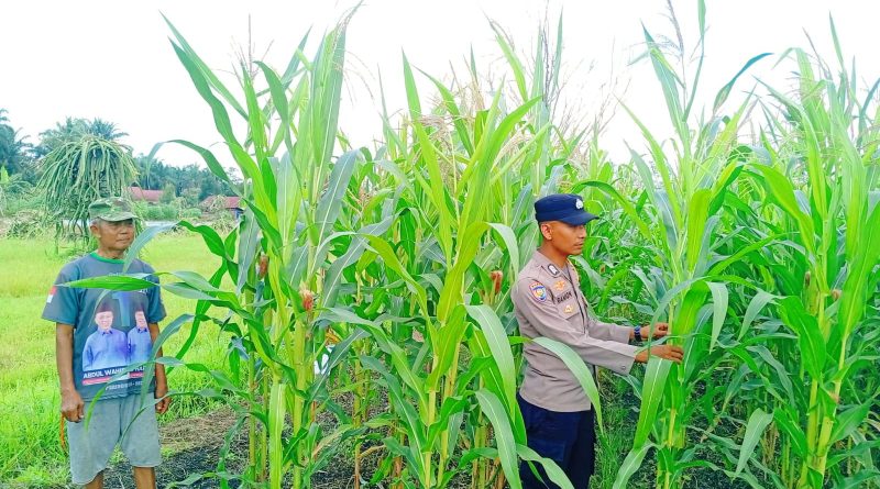Polsek Kampar Kiri Hilir (KKH) terus memperkuat komitmennya dalam mendukung program ketahanan pangan nasional. Melalui inisiatif "Polisi Cinta Petani", Bhabinkamtibmas Desa Sungai Simpang Dua, Bripka Andri Ramon, turun langsung mengecek lahan jagung milik masyarakat pada Selasa (12/5/2026). (Foto: Humas Polsek Kampar Kiri Hilir)