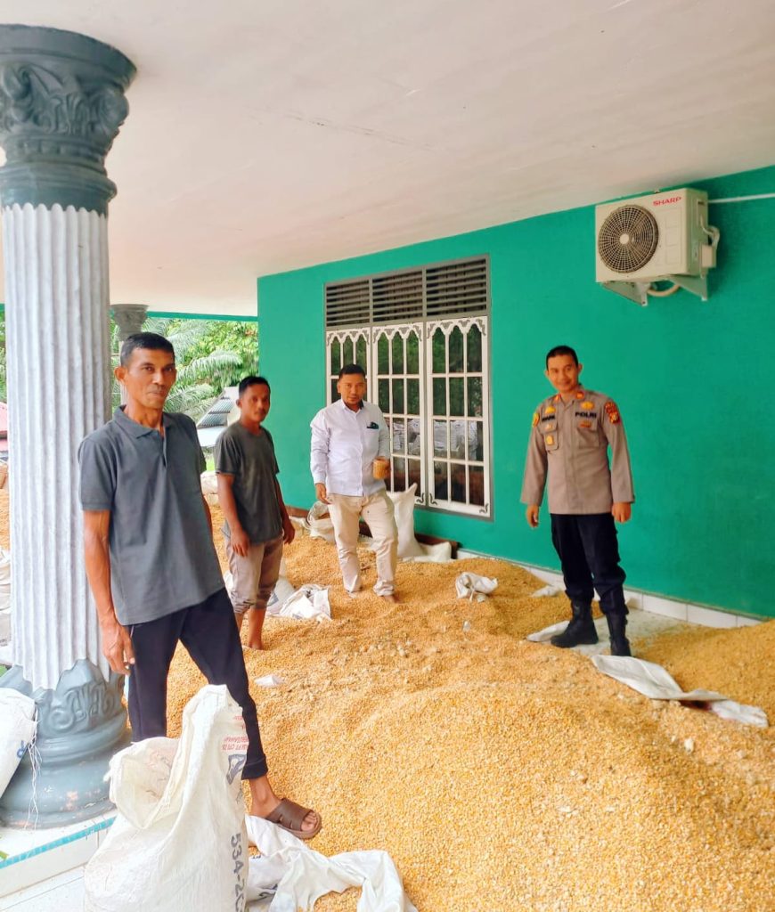 Polsek Tapung Hilir menunjukkan komitmen nyata dalam menyukseskan Astra Cita Presiden di bidang ketahanan pangan. Upaya ini dibuktikan dengan keberhasilan panen raya jagung pipil di enam desa wilayah Kecamatan Tapung Hilir pada Selasa (12/5/2026). (Foto: Humas Polsek Tapung Hilir)