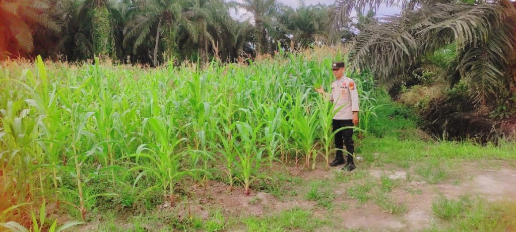 Polsek Sabak Auh terus memperkuat komitmennya dalam mengawal program swasembada pangan nasional. Personel kepolisian kembali turun langsung ke ladang jagung pipil di Jalan Lintas Sabak Auh-Pakning, Kampung Belading, untuk memantau perkembangan tanaman, Rabu (13/5/2026). (Foto: Humas Polsek Sabak Auh)