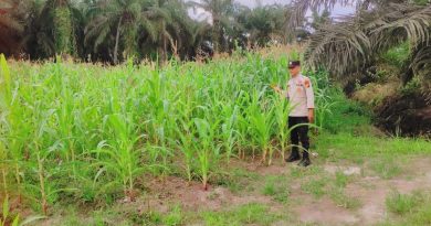 Polsek Sabak Auh terus memperkuat komitmennya dalam mengawal program swasembada pangan nasional. Personel kepolisian kembali turun langsung ke ladang jagung pipil di Jalan Lintas Sabak Auh-Pakning, Kampung Belading, untuk memantau perkembangan tanaman, Rabu (13/5/2026). (Foto: Humas Polsek Sabak Auh)