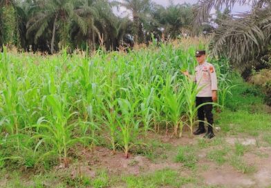 Polsek Sabak Auh terus memperkuat komitmennya dalam mengawal program swasembada pangan nasional. Personel kepolisian kembali turun langsung ke ladang jagung pipil di Jalan Lintas Sabak Auh-Pakning, Kampung Belading, untuk memantau perkembangan tanaman, Rabu (13/5/2026). (Foto: Humas Polsek Sabak Auh)