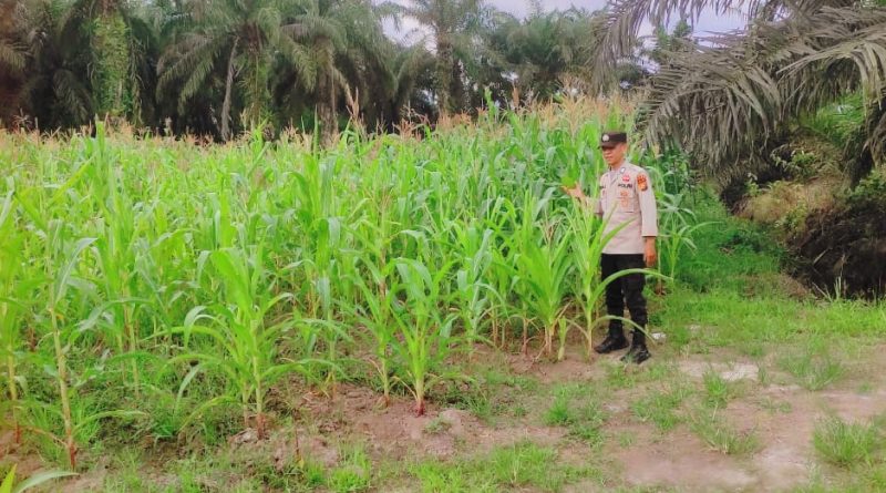 Polsek Sabak Auh terus memperkuat komitmennya dalam mengawal program swasembada pangan nasional. Personel kepolisian kembali turun langsung ke ladang jagung pipil di Jalan Lintas Sabak Auh-Pakning, Kampung Belading, untuk memantau perkembangan tanaman, Rabu (13/5/2026). (Foto: Humas Polsek Sabak Auh)
