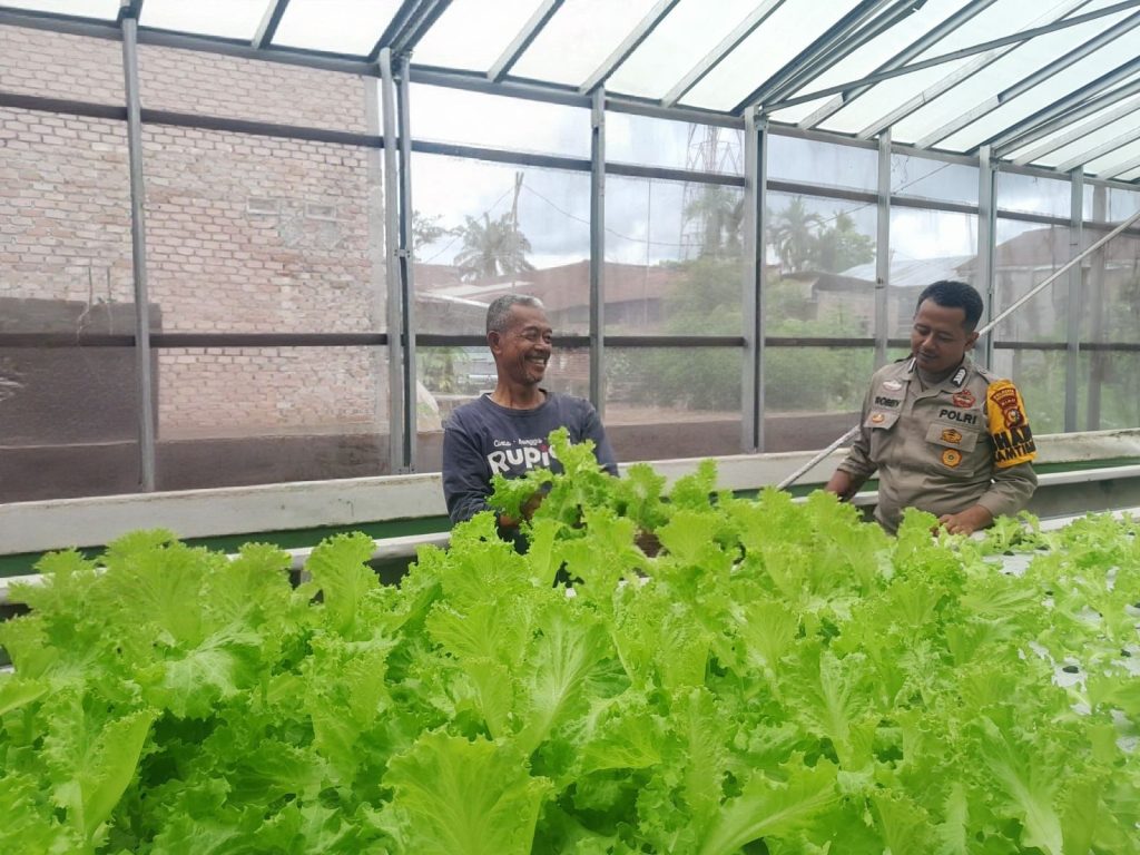 Polresta Pekanbaru melalui jajaran Polsek Limapuluh kembali menunjukkan kepedulian nyata terhadap sektor pertanian masyarakat. Personel Binmas dan Bhabinkamtibmas turun langsung melakukan pengecekan tanaman sayur organik di Kelurahan Tanjung Rhu, Jumat (15/5/2026). (Foto: Humas Polresta Pekanbaru)