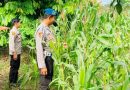 Jajaran Polsek Kawasan Pelabuhan Polresta Pekanbaru menunjukkan komitmen nyata dalam mendukung program swasembada pangan nasional. Sejumlah personel turun langsung ke lapangan untuk melaksanakan pengecekan dan perawatan tanaman jagung di lahan pertanian milik warga, Senin (18/5/2026). (Foto: Humas Polda Riau)