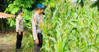Jajaran Polsek Kawasan Pelabuhan Polresta Pekanbaru menunjukkan komitmen nyata dalam mendukung program swasembada pangan nasional. Sejumlah personel turun langsung ke lapangan untuk melaksanakan pengecekan dan perawatan tanaman jagung di lahan pertanian milik warga, Senin (18/5/2026). (Foto: Humas Polda Riau)