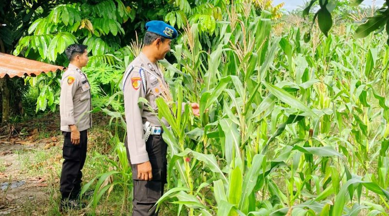 Jajaran Polsek Kawasan Pelabuhan Polresta Pekanbaru menunjukkan komitmen nyata dalam mendukung program swasembada pangan nasional. Sejumlah personel turun langsung ke lapangan untuk melaksanakan pengecekan dan perawatan tanaman jagung di lahan pertanian milik warga, Senin (18/5/2026). (Foto: Humas Polda Riau)