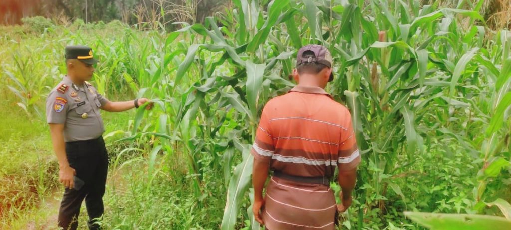 ajaran Polsek Sabak Auh bersama Camat dan Penghulu se-Kecamatan Sabak Auh kembali menunjukkan kekompakan di lapangan. Sinergi tiga pilar ini diwujudkan dengan turun langsung memantau perkembangan budi daya jagung pipil di lahan UPTD Pertanian, Senin (18/5/2026). (Foto: Humas Polsek Sabak Auh)