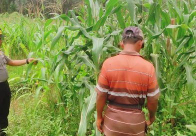ajaran Polsek Sabak Auh bersama Camat dan Penghulu se-Kecamatan Sabak Auh kembali menunjukkan kekompakan di lapangan. Sinergi tiga pilar ini diwujudkan dengan turun langsung memantau perkembangan budi daya jagung pipil di lahan UPTD Pertanian, Senin (18/5/2026). (Foto: Humas Polsek Sabak Auh)
