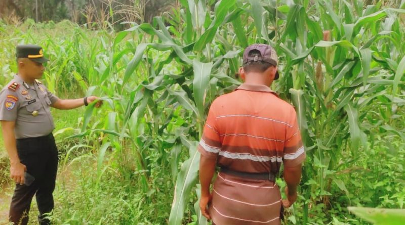 ajaran Polsek Sabak Auh bersama Camat dan Penghulu se-Kecamatan Sabak Auh kembali menunjukkan kekompakan di lapangan. Sinergi tiga pilar ini diwujudkan dengan turun langsung memantau perkembangan budi daya jagung pipil di lahan UPTD Pertanian, Senin (18/5/2026). (Foto: Humas Polsek Sabak Auh)
