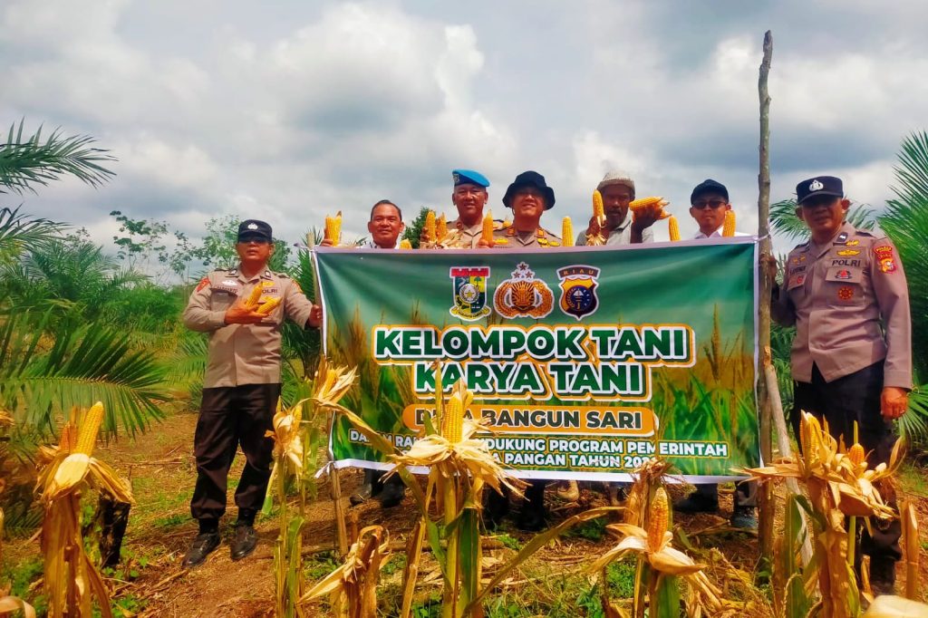Kelompok Tani Karya Tani Desa Bangun Sari, Kecamatan Kampar Kiri Hilir, mencatatkan keberhasilan dalam sektor agraris. Mereka sukses memanen 1.000 kilogram atau 1 ton jagung pipil di lahan seluas 1 hektare, Rabu (20/5/2026). (Foto: Humas Polres Kampar)