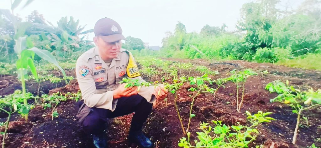 Polsek Teluk Meranti melalui jajaran Bhabinkamtibmas terus aktif mendukung program ketahanan pangan nasional dengan membudidayakan tanaman cabai di Kecamatan Teluk Meranti, Kabupaten Pelalawan, Kamis (21/5/2026). (Foto: Humas Polres Teluk Meranti)