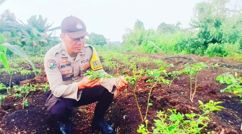 Polsek Teluk Meranti melalui jajaran Bhabinkamtibmas terus aktif mendukung program ketahanan pangan nasional dengan membudidayakan tanaman cabai di Kecamatan Teluk Meranti, Kabupaten Pelalawan, Kamis (21/5/2026). (Foto: Humas Polres Teluk Meranti)