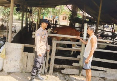 Langkah humanis ini ditunjukkan oleh Bhabinkamtibmas Kampung Sungai Tengah, Bripka Alexander Gea, saat menyambangi peternak lokal, Jumat (22/5/2026). (Foto: Humas Polsek Sabak Auh)
