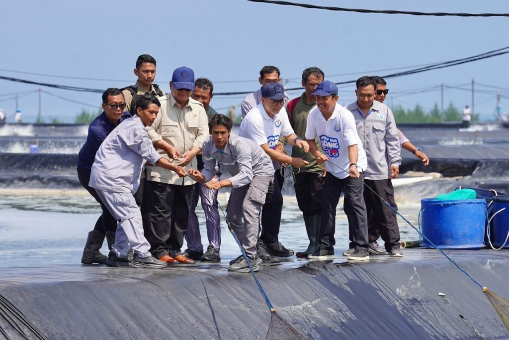 Presiden RI Prabowo Subianto meninjau langsung agenda panen raya di Tambak Budidaya Udang Berbasis Kawasan (BUBK) Kabupaten Kebumen, Jawa Tengah, Sabtu (23/5/2026). (Foto: Kemenko Pangan)